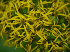 Ligularia amplexicaulis