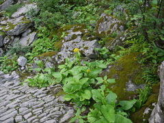 Ligularia amplexicaulis