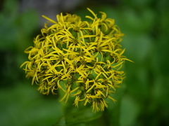 Ligularia amplexicaulis