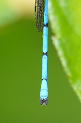 Argia cupraurea