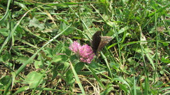 Erynnis