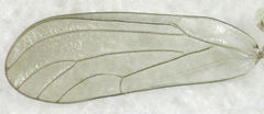 Anoeconeossa communis