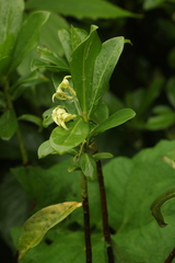 Daphne pontica