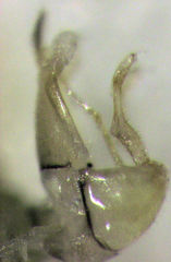 Anoeconeossa communis
