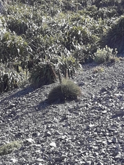 Aciphylla squarrosa squarrosa