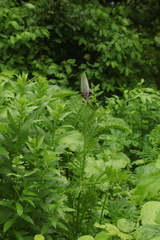 Pedicularis atropurpurea