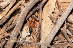 Leichhardteus