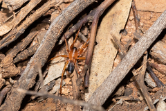 Leichhardteus