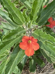 Pterodiscus cinnabarinus