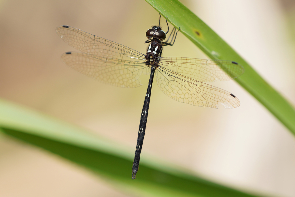 Delicate Sylph