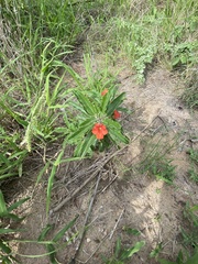Pterodiscus cinnabarinus