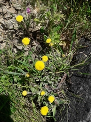 Craspedia uniflora maritima