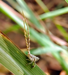 Elasmoscelis perforata