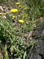 Craspedia uniflora maritima