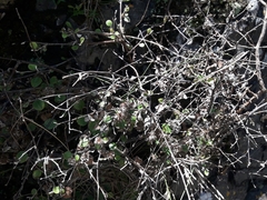 Helichrysum lanceolatum