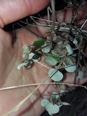 Helichrysum lanceolatum