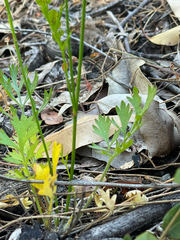 Xanthosia atkinsoniana