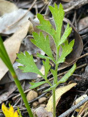 Xanthosia atkinsoniana