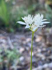 Xanthosia atkinsoniana