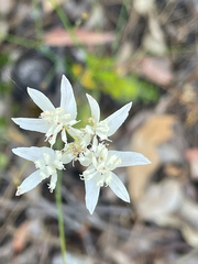 Xanthosia atkinsoniana