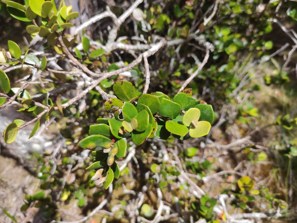 Eugenia buxifolia; photograph (c) Augustin Soulard, some rights reserved (CC BY)
