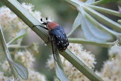 Clinteroides permutans