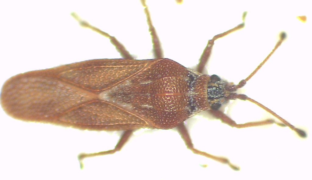 Nethersia stipula