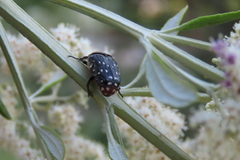 Clinteroides permutans