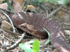Acanthophis antarcticus