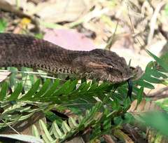 Acanthophis antarcticus