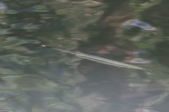 Zenarchopterus gilli