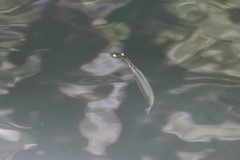 Zenarchopterus gilli