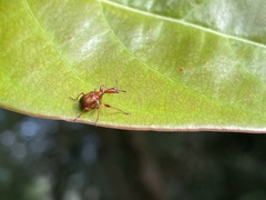 Leptapoderus