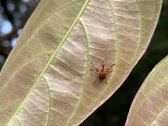 Leptapoderus
