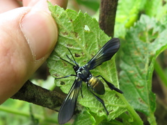 Macrocneme chrysitis
