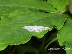 Auzatellodes arizana