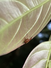 Leptapoderus