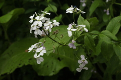 Hesperis matronalis voronovii
