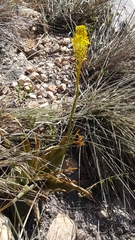 Bulbine latifolia latifolia