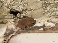 Raorchestes charius