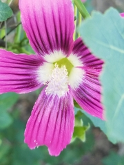 Malva assurgentiflora glabra