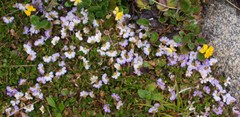 Scaevola hookeri