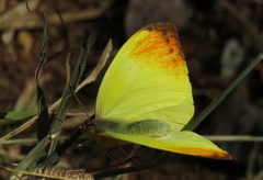 Afrodryas leda