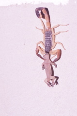 Centruroides fulvipes