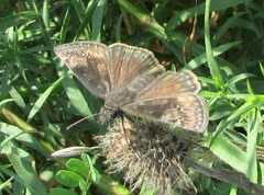 Erynnis