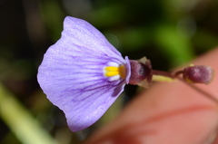 Utricularia kimberleyensis