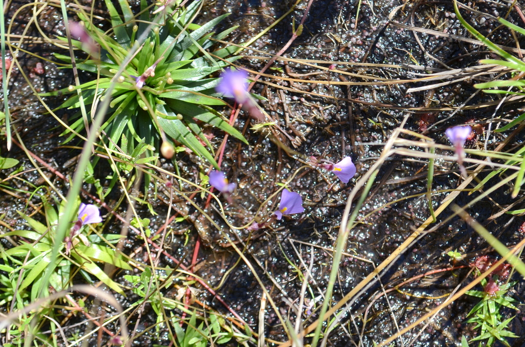 Utricularia kimberleyensis C.A.Gardner 2