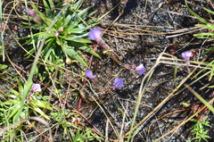 Utricularia kimberleyensis