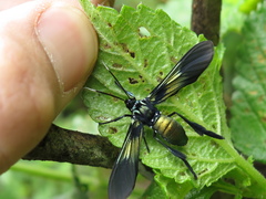 Macrocneme chrysitis