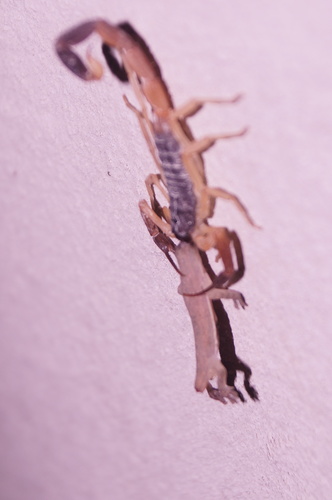 Besucona asiática